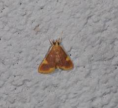 Emphylica xanthocrossa