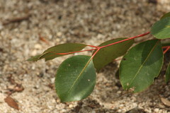 Eucalyptus populnea