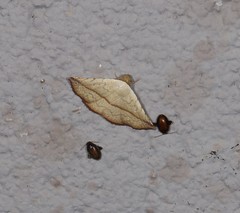 Eublemma perversicolor