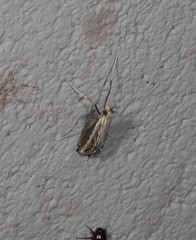 Euclasta maceratalis