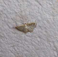 Idaea simplex