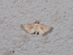 Mataeomera punctilinea