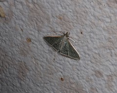 Myrmidonistis hoplora