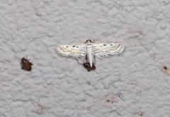 Parapoynx dentizonalis