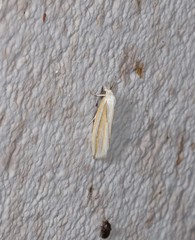 Prionopterina tritosticha