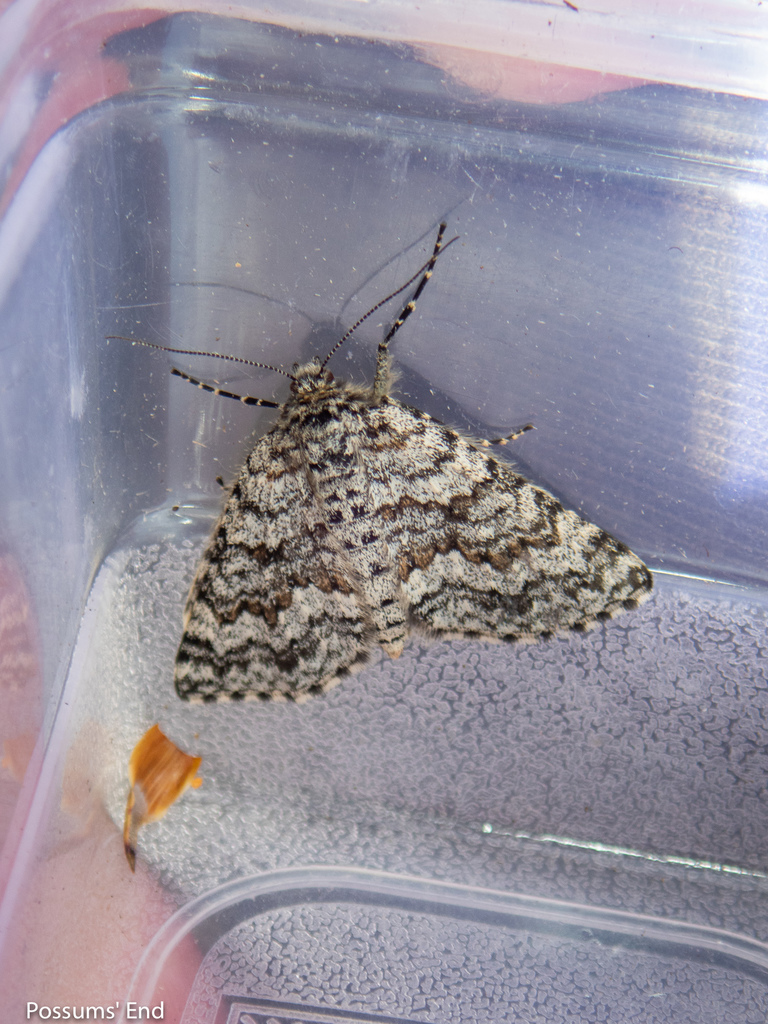 Aponotoreas orphnaea
