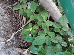 Causonis corniculata