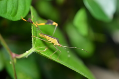 Anisoscelis marginellus