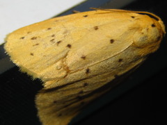 Stigmatophora flava leacrita