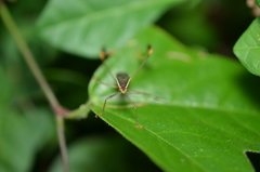 Anisoscelis marginellus