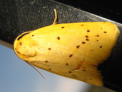 Stigmatophora flava leacrita