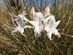 Rhododendron atlanticum