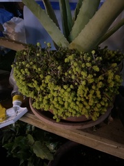 Sedum japonicum