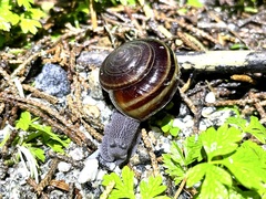 Helminthoglypta sequoicola