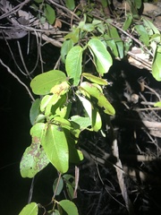 Stigmaphyllon emarginatum