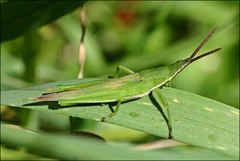 Atractomorpha australis