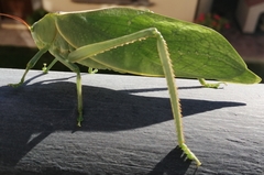 Stilpnochlora azteca