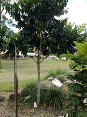 Flindersia bourjotiana