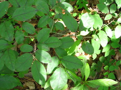Lindera glauca