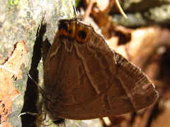 Chrysozephyrus smaragdinus