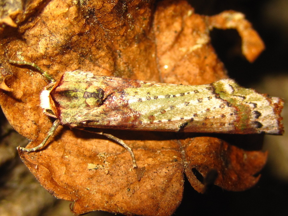 Kerala decipiens