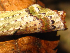 Kerala decipiens