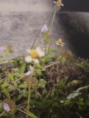 Tridax procumbens image