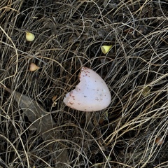 Anthochaera carunculata