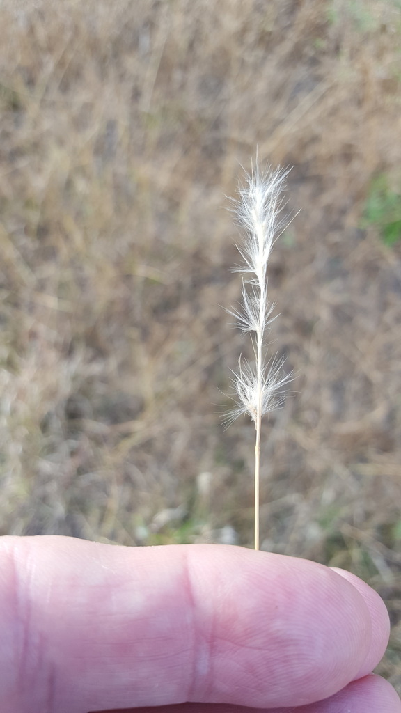 Silver Bluestem From Bexar Texas United States On December 16 2021