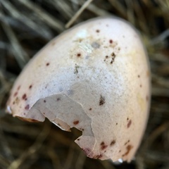 Anthochaera carunculata