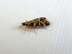 Scoparia melanoxantha