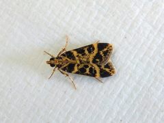 Scoparia melanoxantha