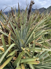 Puya weberbaueri
