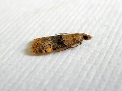 Scoparia eumeles