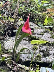 Masdevallia veitchiana