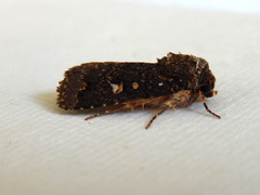 Proteuxoa marginalis