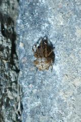 Dolichognatha
