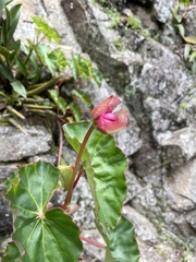 Masdevallia veitchiana