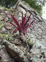 Tillandsia machupicchuensis