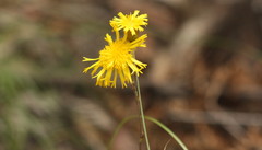 Podolepis jaceoides