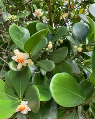 Clusia fluminensis