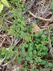 Causonis corniculata