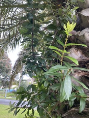 Metrosideros excelsa