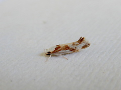 Lichenaula laniata