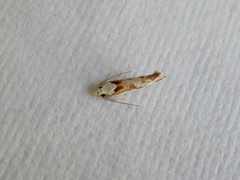Lichenaula laniata
