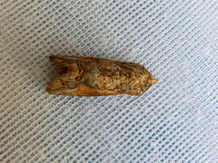 Hypocala deflorata