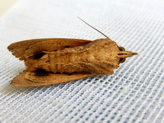 Hypocala deflorata