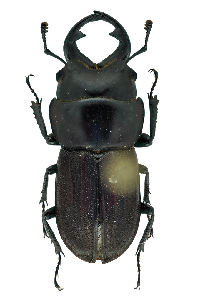 Aegognathus dulima