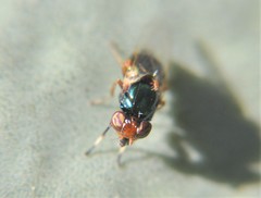 Physiphora clausa