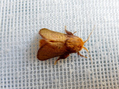 Doratifera quadriguttata